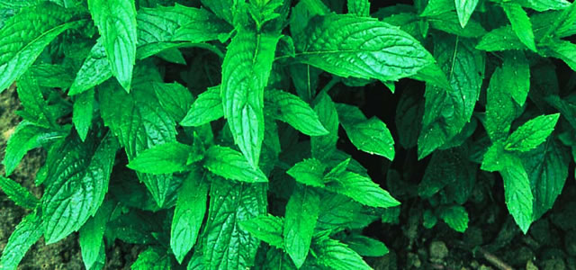 Herb Mint